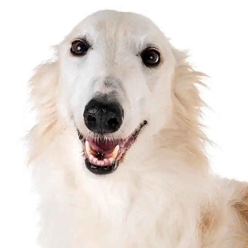 borzoi